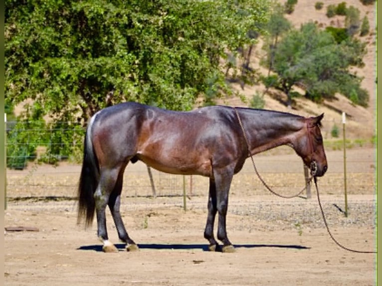 Quarter horse américain Hongre 10 Ans 152 cm Rouan Bleu in Tres Pinos