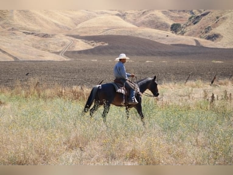 Quarter horse américain Hongre 10 Ans 152 cm Rouan Bleu in Tres Pinos