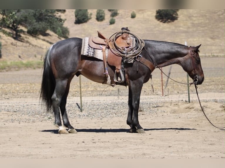 Quarter horse américain Hongre 10 Ans 152 cm Rouan Bleu in Tres Pinos