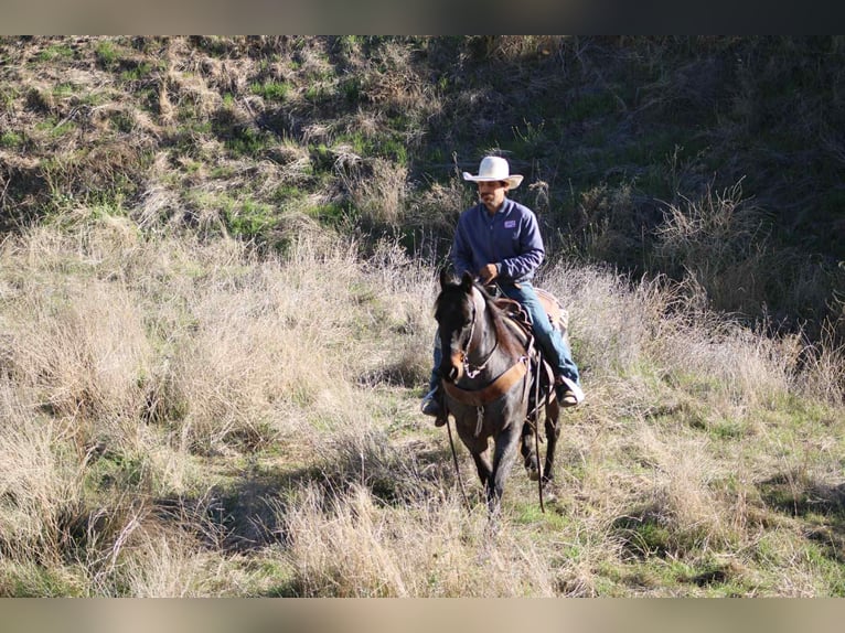 Quarter horse américain Hongre 10 Ans 152 cm Rouan Bleu in Paicines CA
