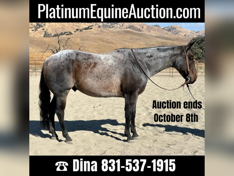 Quarter horse américain Hongre 10 Ans 152 cm Rouan Bleu in Paicines CA