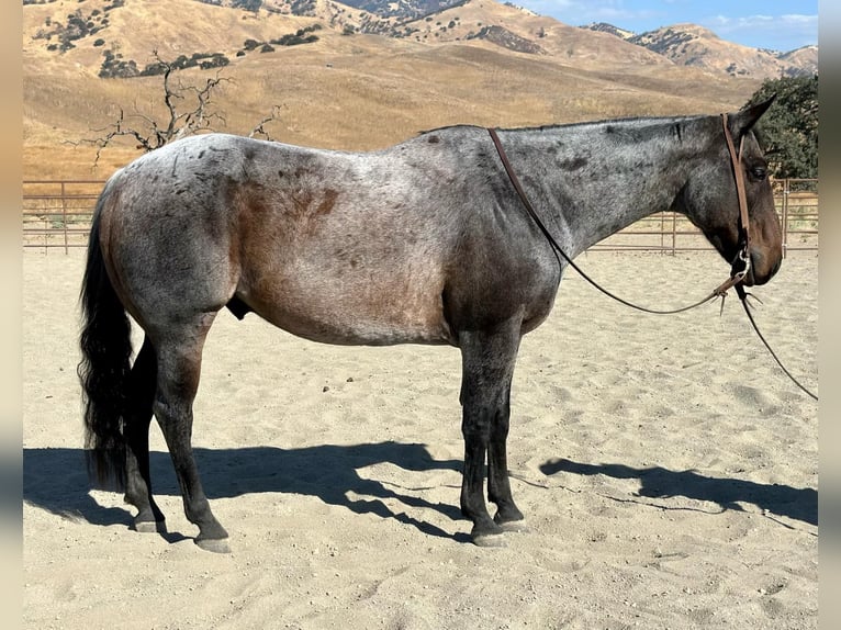 Quarter horse américain Hongre 10 Ans 152 cm Rouan Bleu in Paicines CA