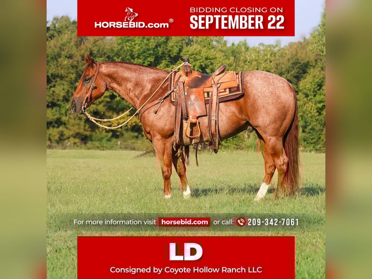 Quarter horse américain Hongre 10 Ans 152 cm Rouan Rouge in Mount Vernon, TX