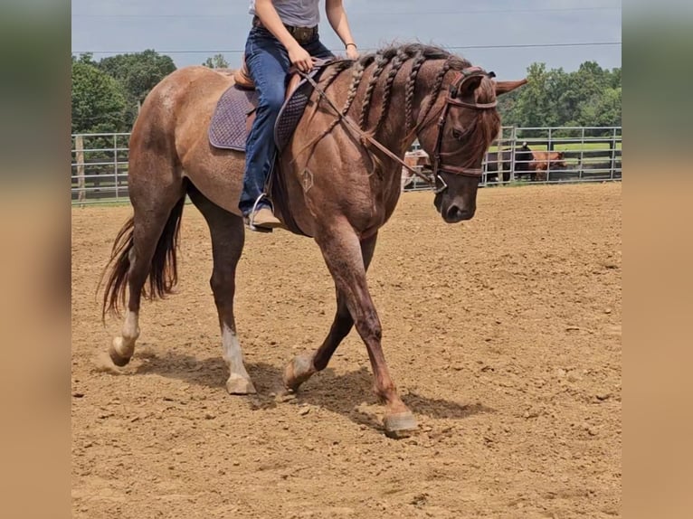 Quarter horse américain Hongre 10 Ans 152 cm Rouan Rouge in Robards