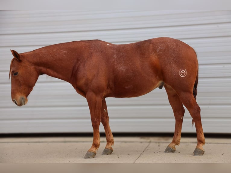 Quarter horse américain Hongre 10 Ans 152 cm Rouan Rouge in 6604380306