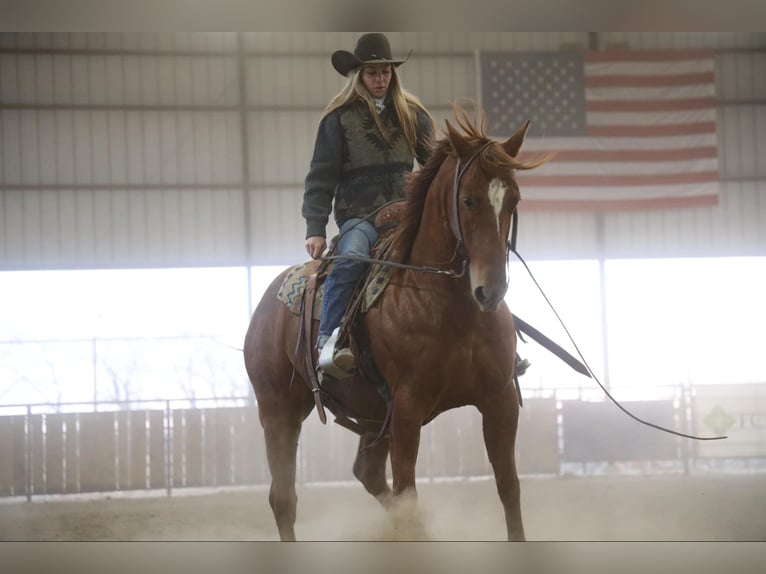 Quarter horse américain Hongre 10 Ans 152 cm Rouan Rouge in 6604380306