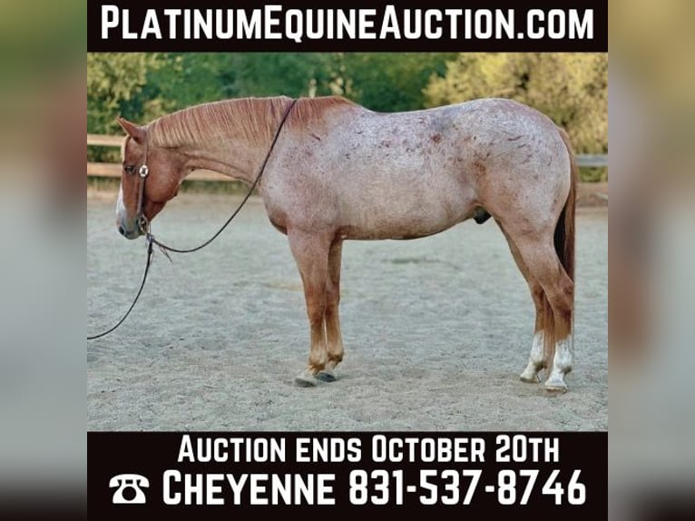 Quarter horse américain Hongre 10 Ans 152 cm Rouan Rouge in Bitterwater CA