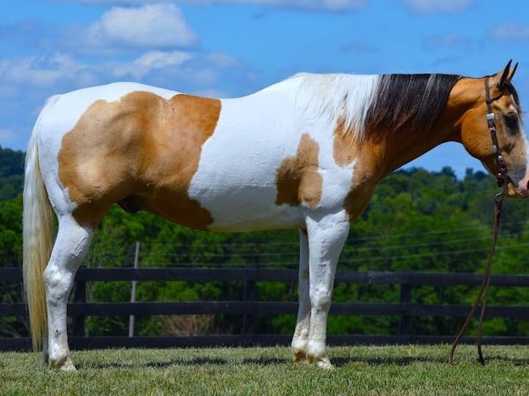 Quarter horse américain Hongre 10 Ans 152 cm Tobiano-toutes couleurs in Wooster OH