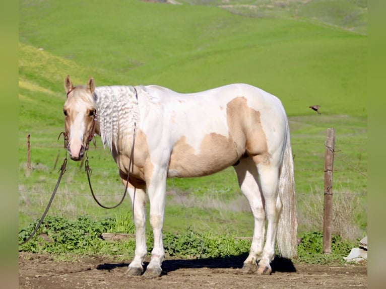 Quarter horse américain Hongre 10 Ans 152 cm Tobiano-toutes couleurs in Paicines CA