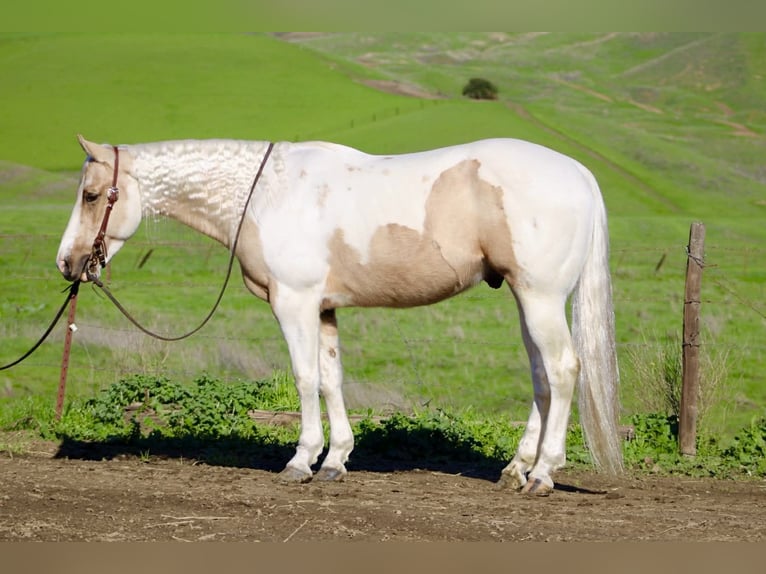 Quarter horse américain Hongre 10 Ans 152 cm Tobiano-toutes couleurs in Paicines CA