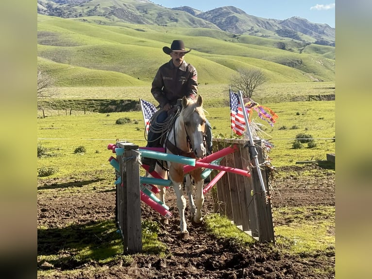 Quarter horse américain Hongre 10 Ans 152 cm Tobiano-toutes couleurs in Paicines CA