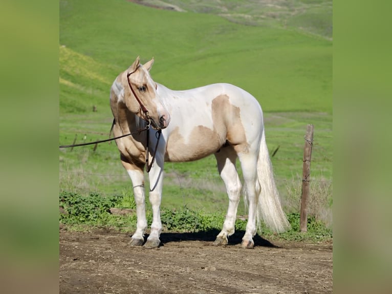 Quarter horse américain Hongre 10 Ans 152 cm Tobiano-toutes couleurs in Paicines CA