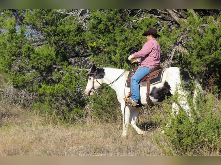 Quarter horse américain Hongre 10 Ans 152 cm Tobiano-toutes couleurs in Stephenville Tx