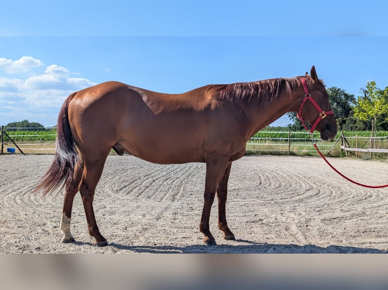 Quarter horse américain Hongre 10 Ans 153 cm Alezan in Eimeldingen