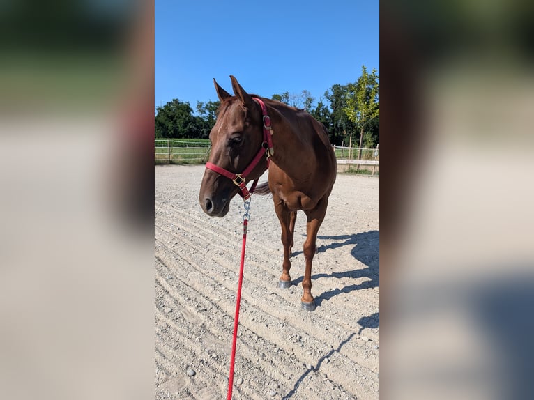 Quarter horse américain Hongre 10 Ans 153 cm Alezan in Eimeldingen