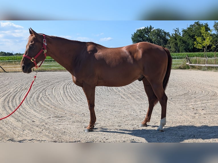 Quarter horse américain Hongre 10 Ans 153 cm Alezan in Eimeldingen