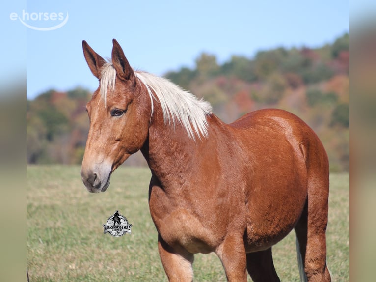 Quarter horse américain Hongre 10 Ans 153 cm Alezan cuivré in Mount Vernon