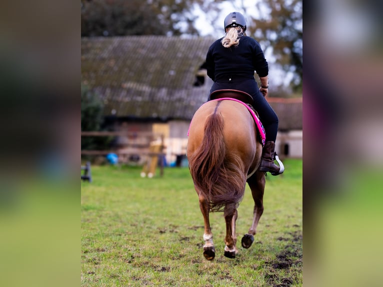 Quarter horse américain Hongre 10 Ans 153 cm Alezan dun in Eersel