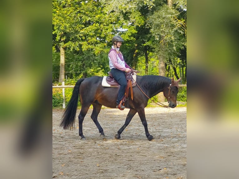 Quarter horse américain Hongre 10 Ans 153 cm Bai brun in Rhauderfehn