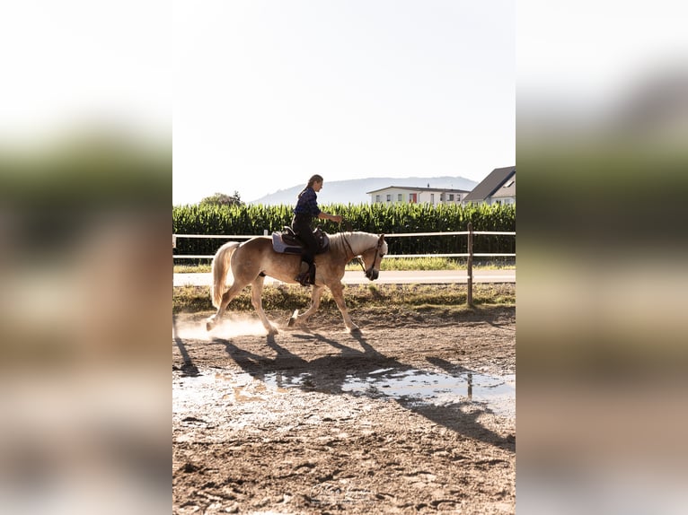 Quarter horse américain Croisé Hongre 10 Ans 154 cm Alezan in Friesenheim