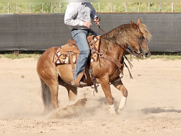 Quarter horse américain Hongre 10 Ans 155 cm Alezan brûlé in Cisco