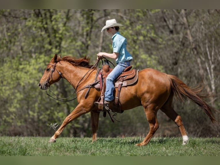 Quarter horse américain Hongre 10 Ans 155 cm Alezan brûlé in Clayton WI