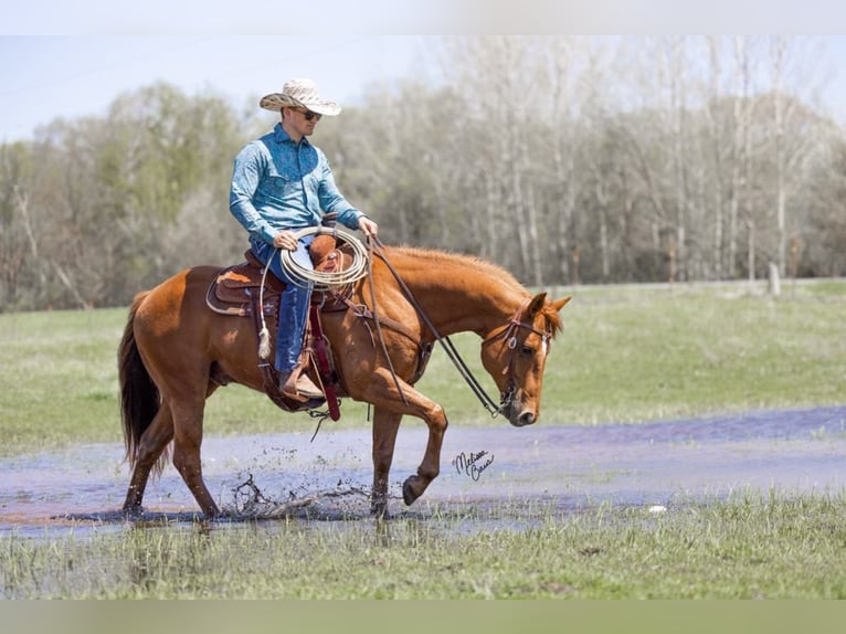 Quarter horse américain Hongre 10 Ans 155 cm Alezan brûlé in Clayton WI