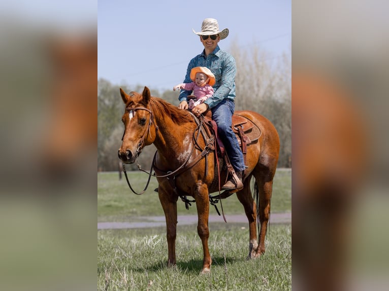 Quarter horse américain Hongre 10 Ans 155 cm Alezan brûlé in Clayton WI