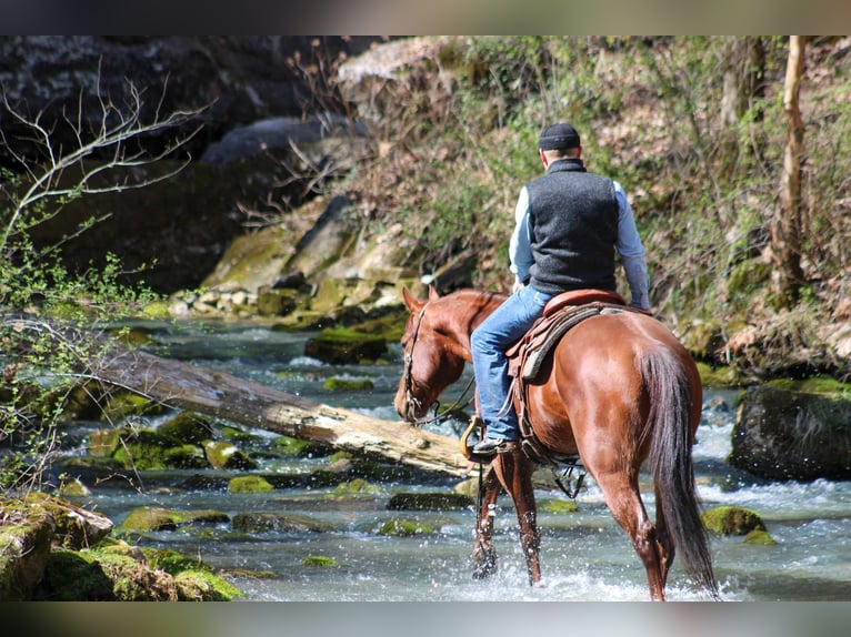 Quarter horse américain Hongre 10 Ans 155 cm Alezan brûlé in Hardinsburg IN