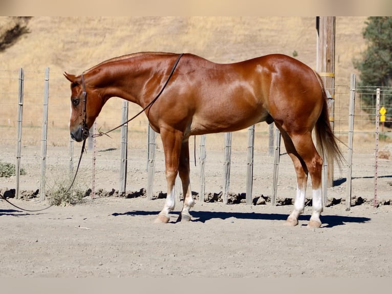 Quarter horse américain Hongre 10 Ans 155 cm Alezan brûlé in Paicines CA