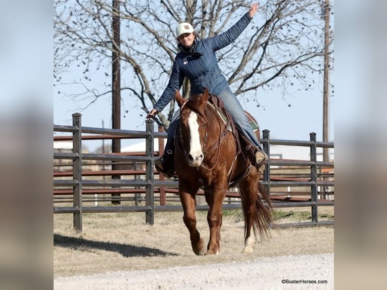 Quarter horse américain Hongre 10 Ans 155 cm Alezan brûlé in Weatherford TX