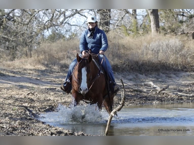 Quarter horse américain Hongre 10 Ans 155 cm Alezan brûlé in Weatherford TX
