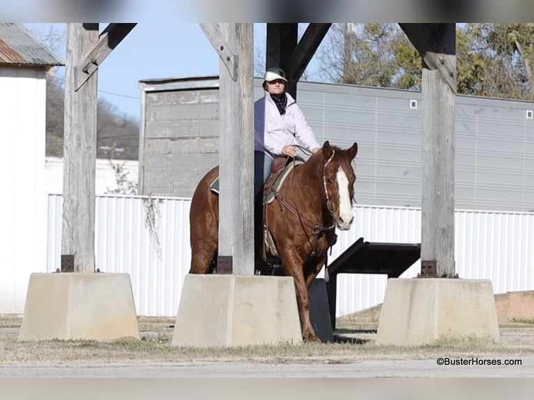 Quarter horse américain Hongre 10 Ans 155 cm Alezan brûlé in Weatherford TX
