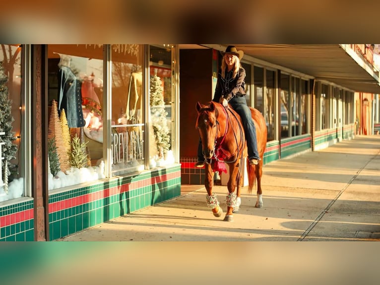 Quarter horse américain Hongre 10 Ans 155 cm Alezan cuivré in Quitman