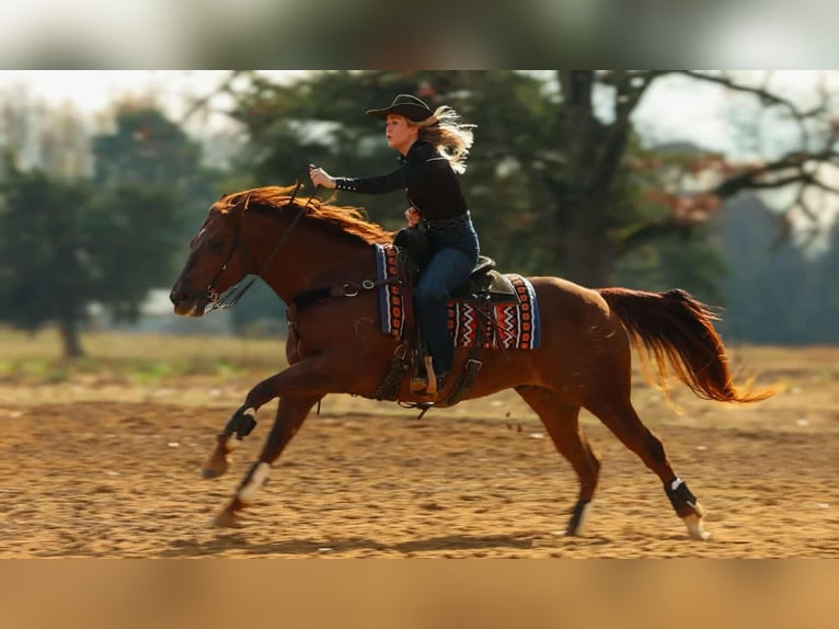 Quarter horse américain Hongre 10 Ans 155 cm Alezan cuivré in Quitman