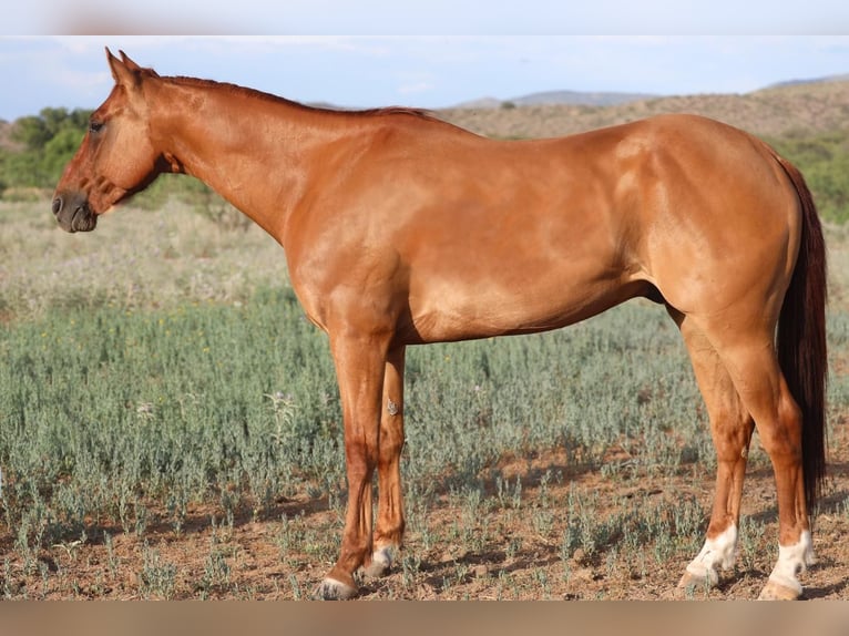 Quarter horse américain Hongre 10 Ans 155 cm Alezan dun in Redrock, NM