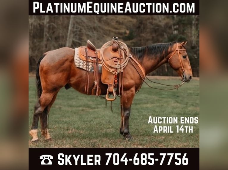 Quarter horse américain Hongre 10 Ans 155 cm Bai cerise in CHERRYVILLE, NC