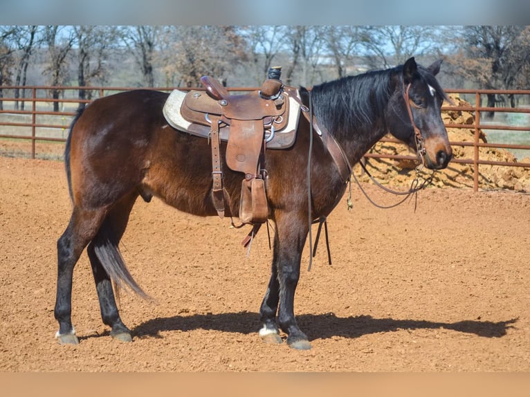 Quarter horse américain Hongre 10 Ans 155 cm Bai cerise in STEPHENVILLE, TX
