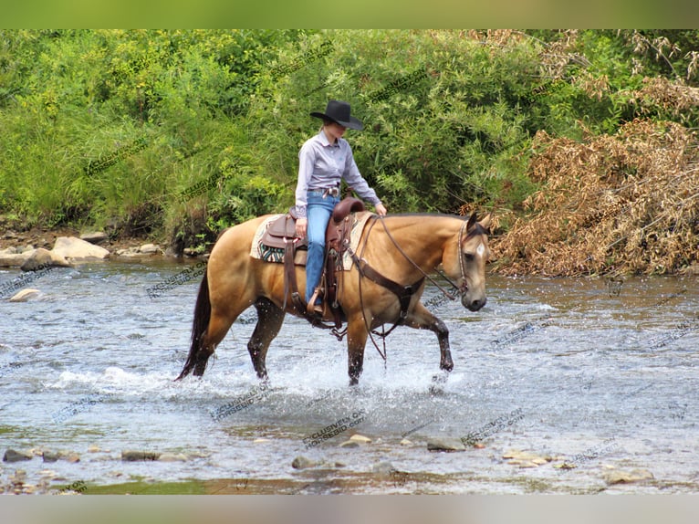 Quarter horse américain Hongre 10 Ans 155 cm Buckskin in Clarion, PA