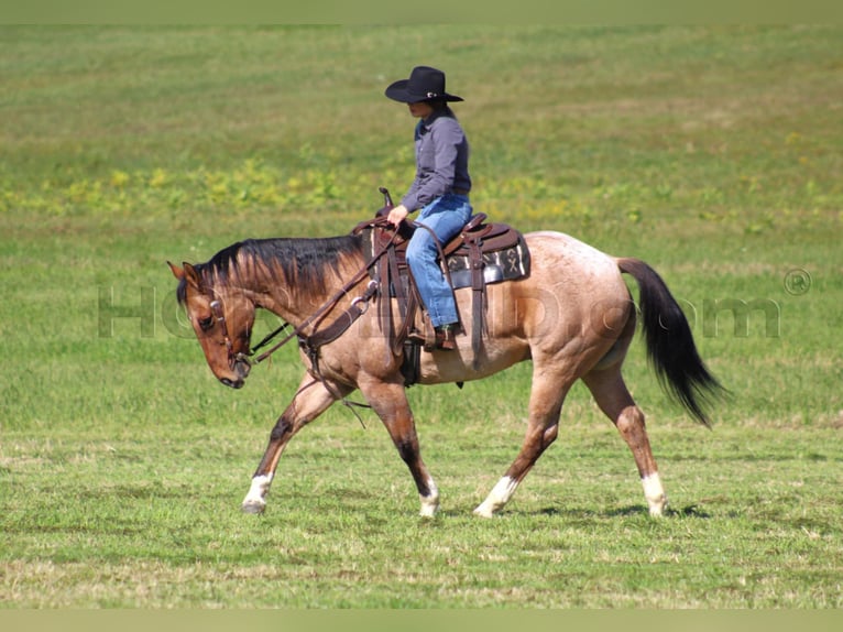 Quarter horse américain Hongre 10 Ans 155 cm Buckskin in Clarion, PA