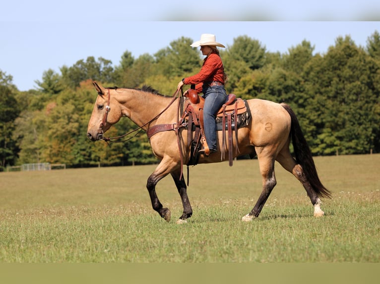 Quarter horse américain Hongre 10 Ans 155 cm Buckskin in Clarion