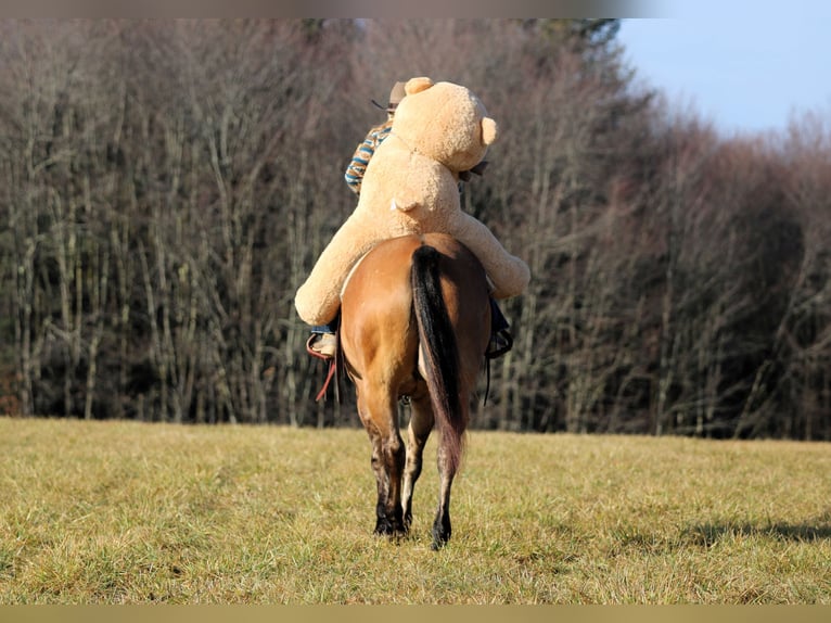 Quarter horse américain Hongre 10 Ans 155 cm Buckskin in Clarion