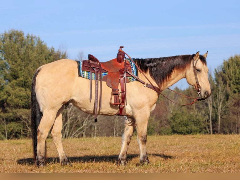 Quarter horse américain Hongre 10 Ans 155 cm Buckskin in Clarion