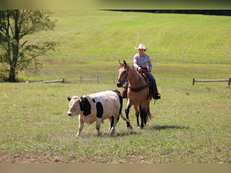 Quarter horse américain Hongre 10 Ans 155 cm Buckskin in Clarion