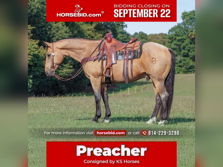 Quarter horse américain Hongre 10 Ans 155 cm Buckskin in Clarion