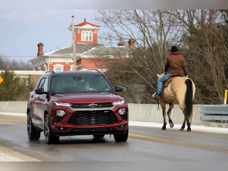 Quarter horse américain Hongre 10 Ans 155 cm Buckskin in Clarion
