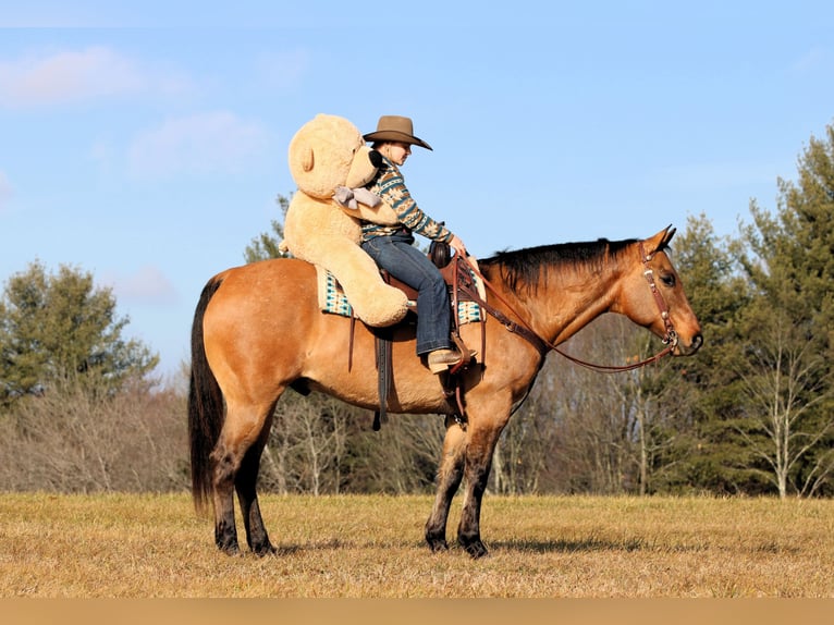 Quarter horse américain Hongre 10 Ans 155 cm Buckskin in Clarion