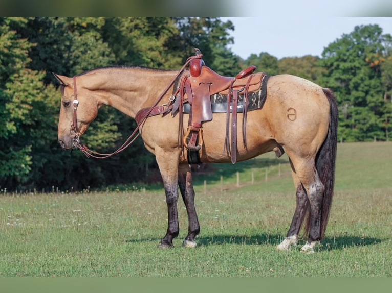 Quarter horse américain Hongre 10 Ans 155 cm Buckskin in Clarion