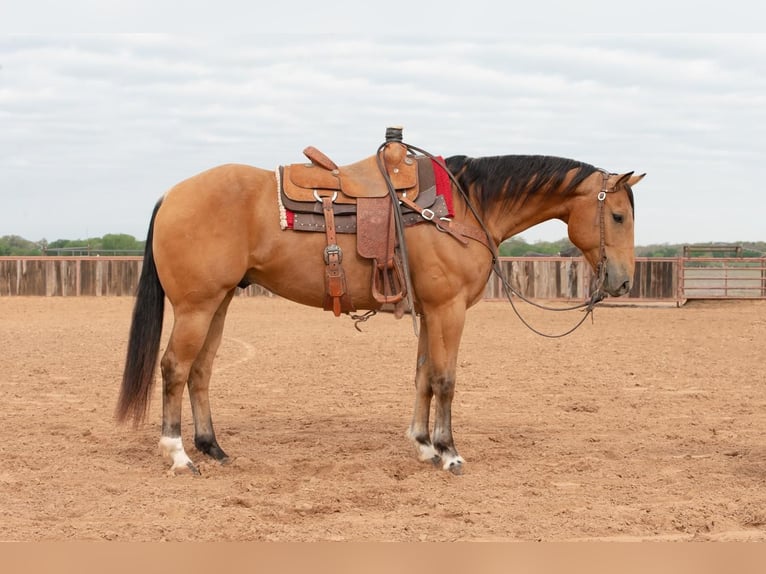 Quarter horse américain Hongre 10 Ans 155 cm Buckskin in Weatherford, TX