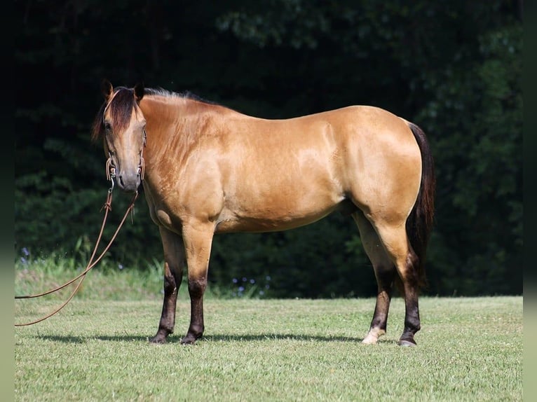 Quarter horse américain Hongre 10 Ans 155 cm Buckskin in Level Green KY